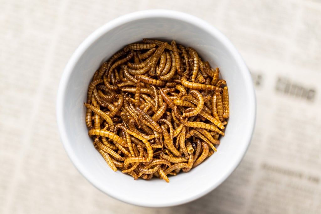 Bugcle, empresa CEEIARAGON, recomienda la larva deshidratada de Tenebrio como excelente complemento alimenticio para animales exóticos